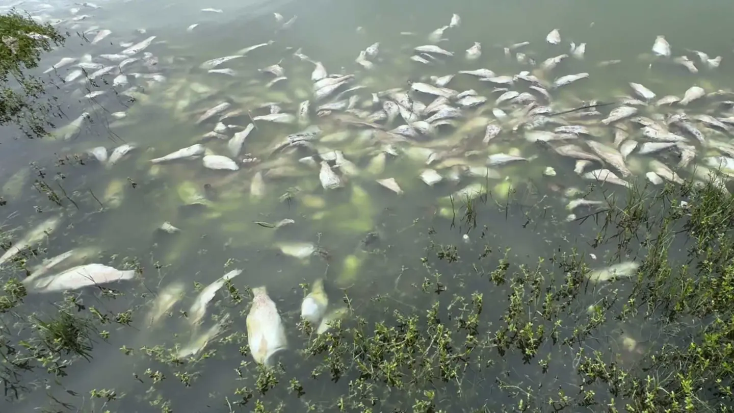 Labores de limpieza tras la mortandad de peces entre los límites de Veracruz y Tamaulipas.