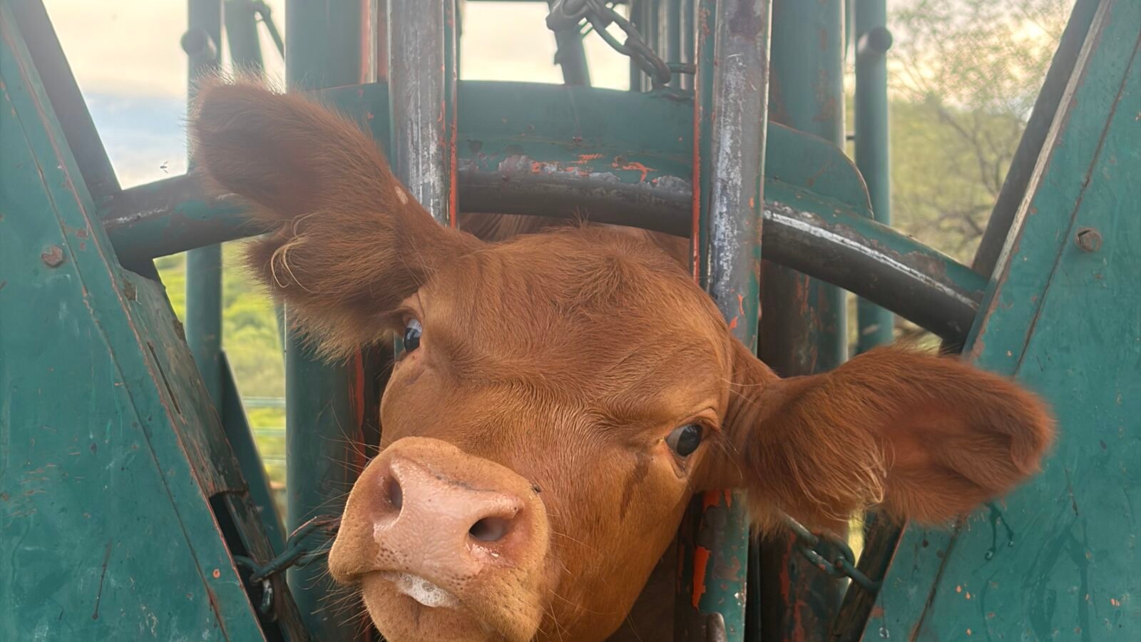 Vaca en un rancho de Sonora, imagen de referencia ante la alerta sanitaria por el segundo caso de gusano barrenador en el estado.