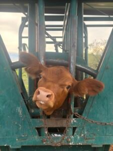Vaca en un rancho de Sonora, imagen de referencia ante la alerta sanitaria por el segundo caso de gusano barrenador en el estado.